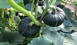 吃网红瓜的平台有哪些,盘点热门八卦聚集地